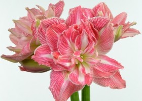 hippeastrum Pretnym (1)